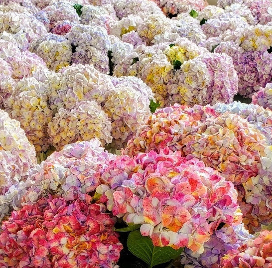 pink hydrangeas